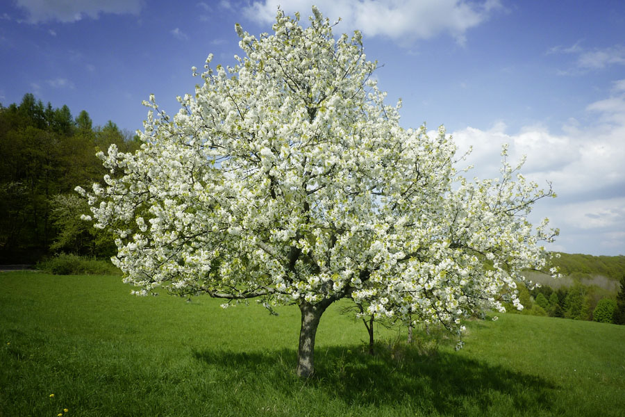 Kirschbäume im Frühling